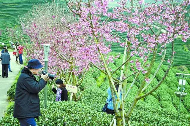 农业+文化+旅游+地产，将会发生什么？