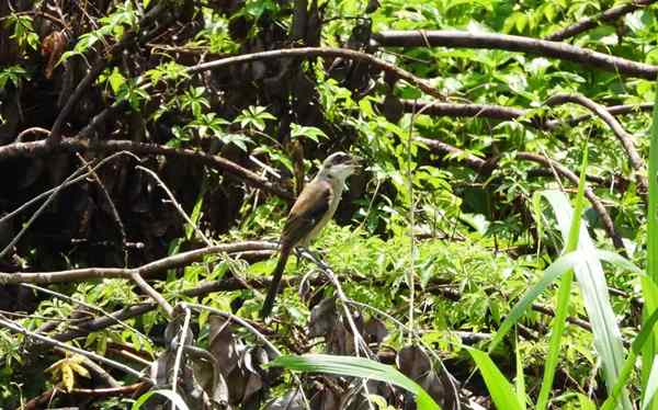 城市湿地公园景观规划设计方法详解